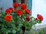 Terracotta ® Terracotta ®
