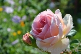 Abraham Darby Abraham Darby