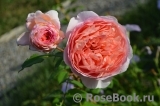 Abraham Darby Abraham Darby