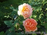 Lady of Shalott Lady of Shalott