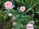 The Alnwick Rose The Alnwick Rose