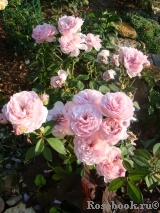 The Alnwick Rose The Alnwick Rose