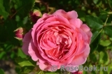Jubilee Celebration® Jubilee Celebration®