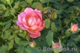 Jubilee Celebration® Jubilee Celebration®