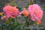 Augusta Luise Augusta Luise