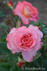 Augusta Luise Augusta Luise