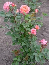 Augusta Luise Augusta Luise