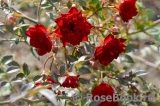 Red Cascade Red Cascade