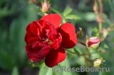 Red Cascade Red Cascade