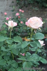 Belle Perle Belle Perle