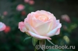 Belle Perle Belle Perle