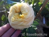 Lemon Pompom Lemon Pompom