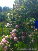 Hans Gonewein Rose Hans Gonewein Rose