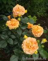 Goldelse Goldelse