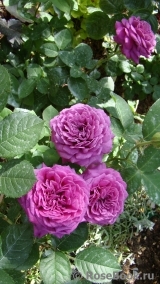 Heidi Klum Rose Heidi Klum Rose