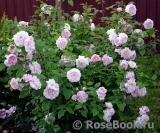 Cottage Rose Cottage Rose