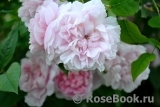 Cottage Rose Cottage Rose