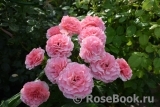 Tickled Pink Tickled Pink