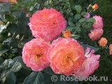 Gartenspass ® Gartenspass ®