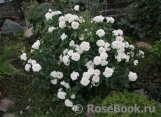 Cream Abundance Cream Abundance