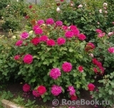 Sophy’s Rose Sophy’s Rose