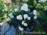 Lions Rose Lions Rose