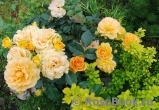 Goldelse Goldelse