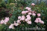 The Alnwick Rose The Alnwick Rose