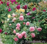 Jubilee Celebration® Jubilee Celebration®