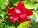 Black Forest Rose ® Black Forest Rose ®