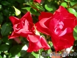 Black Forest Rose ®