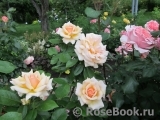 Caron Keating Rose Caron Keating Rose