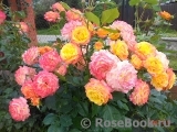 Gartenspass ® Gartenspass ®