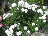 Aspirin Rose Aspirin Rose