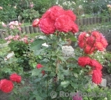 Midsummer Midsummer