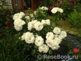 Lions Rose Lions Rose