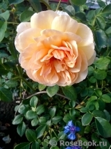 Bernstein-Rose Bernstein-Rose