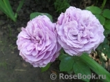 Lavender Ice Lavender Ice