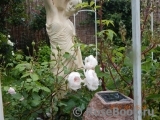 Albrighton Rambler, The Albrighton Rambler, The
