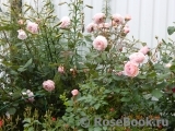 A Shropshire Lad A Shropshire Lad