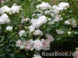 Aspirin Rose Aspirin Rose