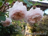 Crocus Rose® Crocus Rose®