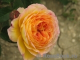 Rosomane Janon