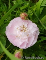 Fantin Latour Fantin Latour