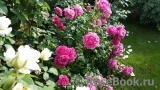 Princess Anne Princess Anne