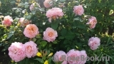 Augusta Luise Augusta Luise