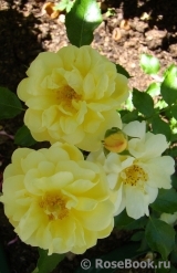 Sunny Rose Sunny Rose