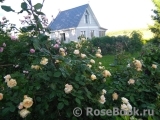 Crown Princess Margareta® Crown Princess Margareta®
