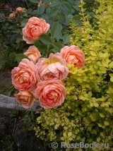 Lady of Shalott Lady of Shalott