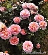 Abraham Darby Abraham Darby